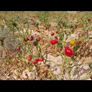 Paprika